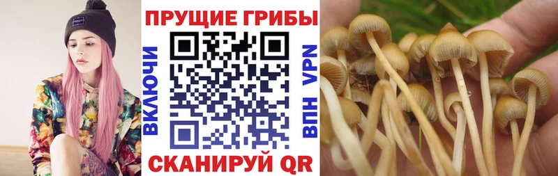 даркнет сайт  блэк спрут как войти  Псилоцибиновые грибы Psilocybine cubensis  Белогорск 