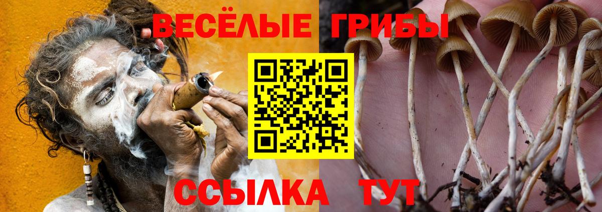 Псилоцибиновые грибы Psilocybine cubensis Белогорск